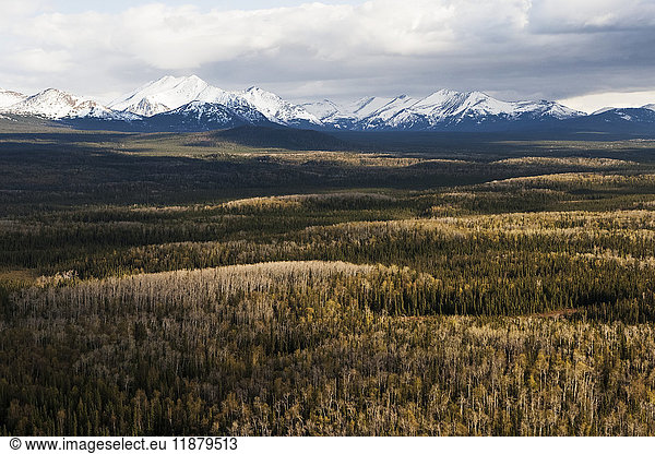 Wälder im Flachland mit den zerklüfteten Kenai-Bergen in der Ferne  in der Nähe von Sterling  Kachemak Bay State Park; Alaska  Vereinigte Staaten von Amerika'.