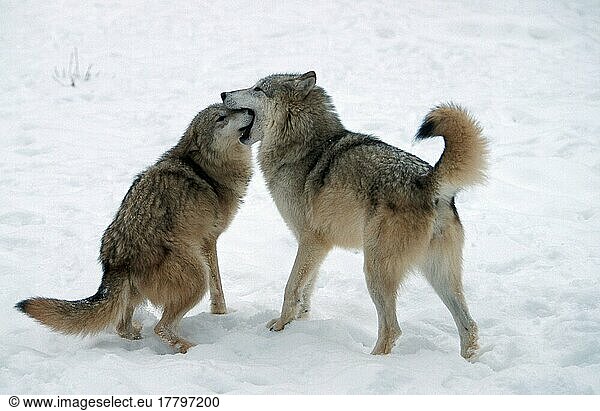 Wölfe (Canis lupus)  Sozialverhalten