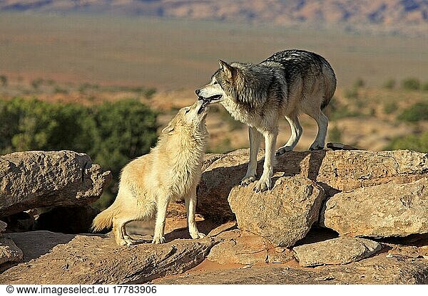 Wölfe (Canis lupus)  Sozialverhalten  Monument Valley  Utah  USA  Nordamerika
