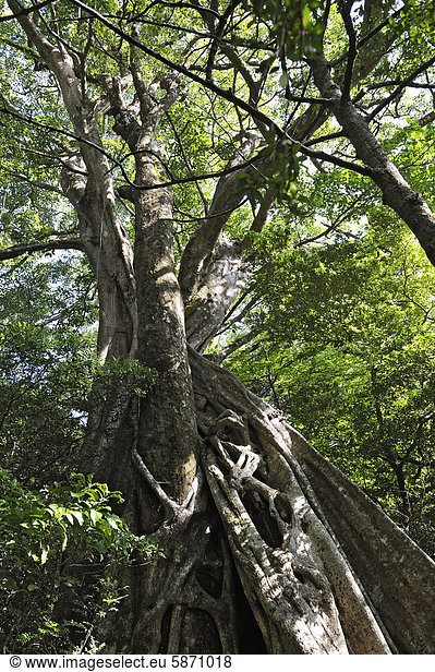 Würgefeige (Ficus sp.) Nationalpark Rincon de la Vieja Provinz Guanacaste Costa Rica Mittelamerika