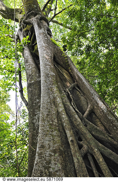 Würgefeige (Ficus sp.)  Nationalpark Rincon de la Vieja  Provinz Guanacaste  Costa Rica  Mittelamerika