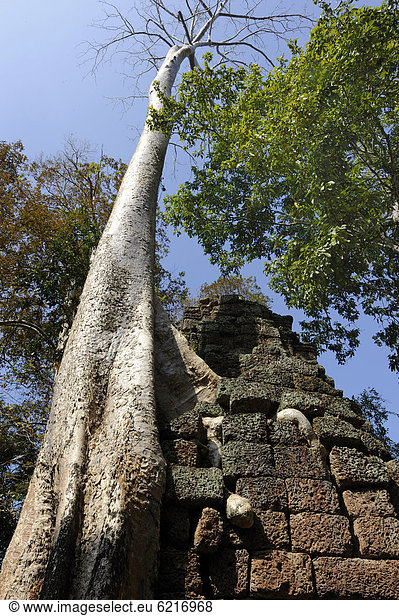 Würgefeige (Ficus virens) auf dem Gelände von Angkor Wat  Kambodscha  Südostasien