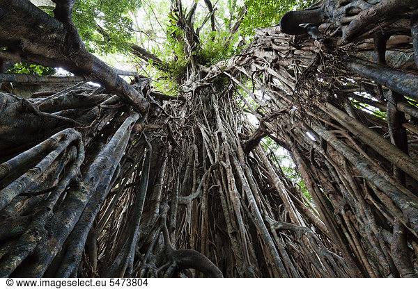 Würgfeige (Ficus virens)  Regenwald  Curtain Fig Tree Nationalpark  Atherton Tablelands  Queensland  Australien