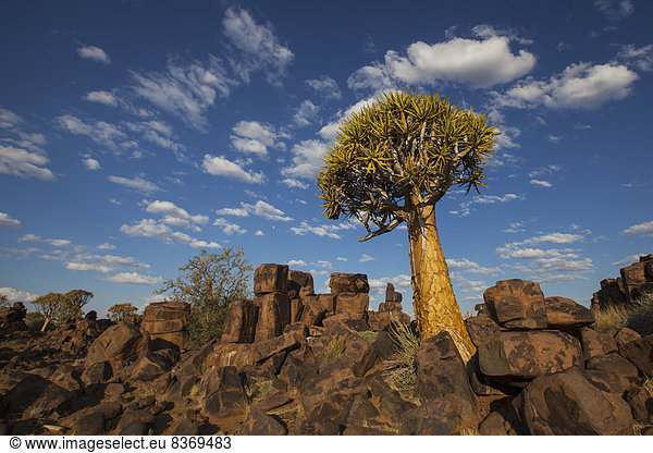 Wärme  Baum  Namibia  Zirrokumulus