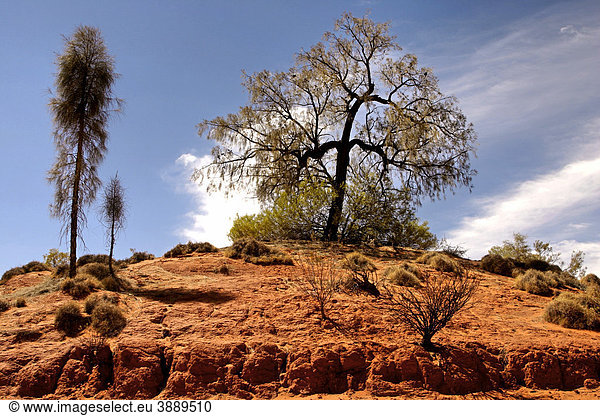Wüsten-Akazie (Acacia coriacea) in roter Landschaft  Northern Territory  Australien
