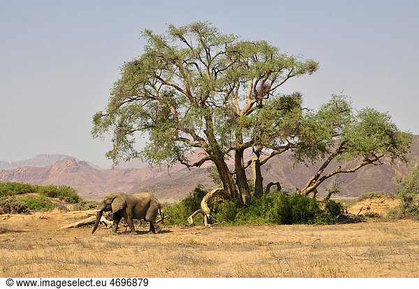 Wüsten-Elefant (Loxodonta africana) im Huab-Trockenfluss  Damaraland  Namibia  Afrika