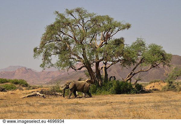 Wüsten-Elefant (Loxodonta africana) im Huab-Trockenfluss  Damaraland  Namibia  Afrika