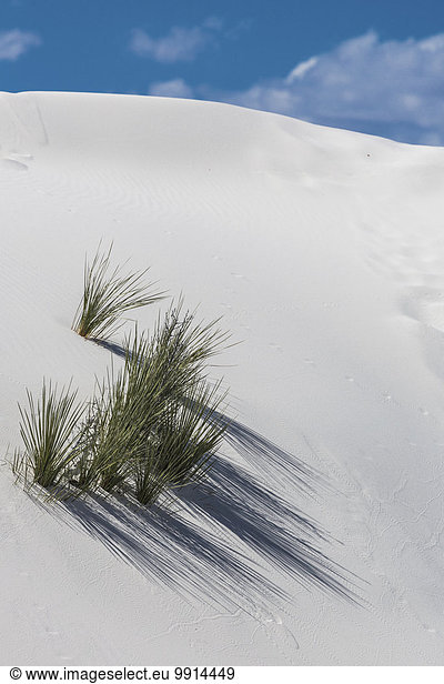 Wüsten-Graspflanzen auf weißer Sanddüne  White Sands National Monument  Alamogordo  New Mexico  USA  Nordamerika