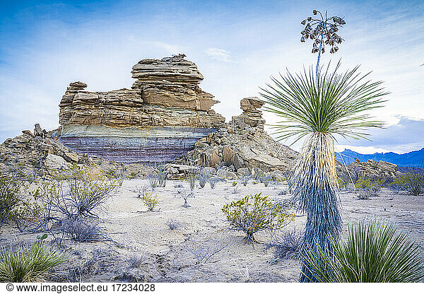 Wüstenansicht mit Yucca-Pflanze  Big Bend National Park  Texas  Vereinigte Staaten von Amerika  Nordamerika