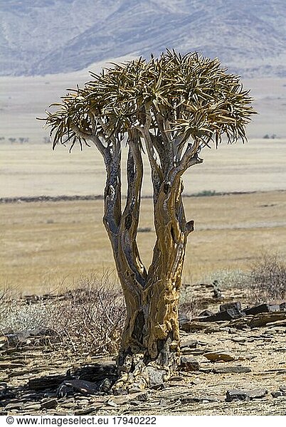 Wüstenartige Landschaft mit Köcherbaum (Aloe dichotoma)  Übergang Khomas-Hochland zur Küsten-Wüste Kries se Rus  Khomas Region  Namibia  Afrika