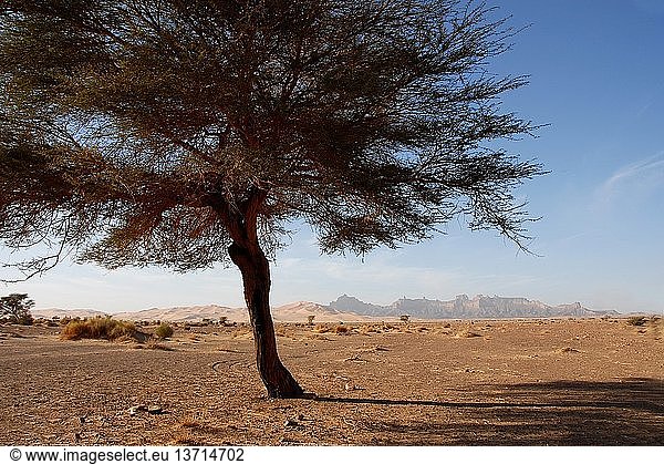 Wüstenbaum  Ghat  Libyen.