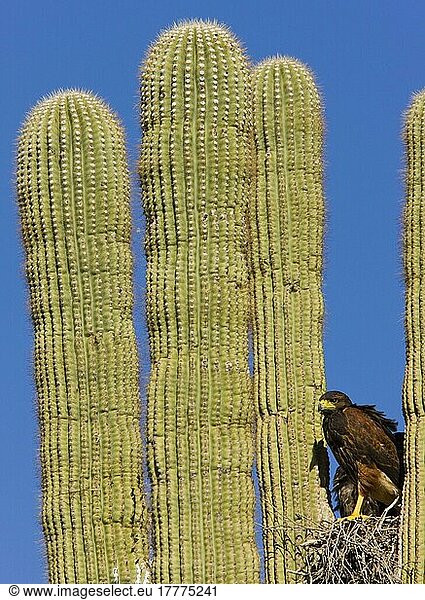 Wüstenbussard  Wüstenbussarde (Parabuteo unicinctus)  Harris Bussard  Bussard  Bussarde  Greifvögel  Tiere  Vögel  Harris Hawk adult  at nest in Saguaro (Carnegiea gigantea) Cactus  Sonoran Desert  Arizona (U.) S. A