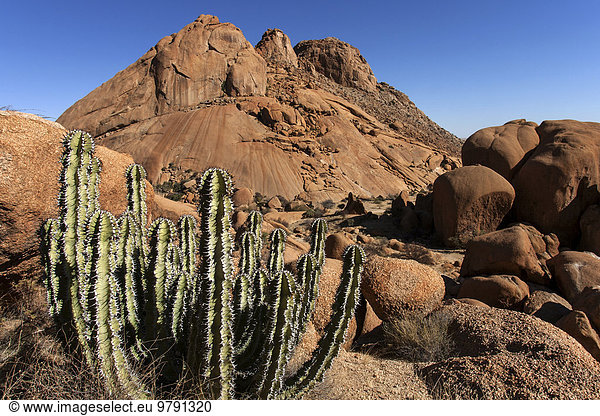 Wüsteneuphorbie (Euphorbia virosa) Spitzkoppe Damaraland Namibia Afrika
