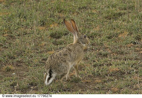 Wüstenhase (Lepus capensis)  Kaphase  Wüstenhasen  Kaphasen  Hasen  Nagetiere  Säugetiere  Tieren Hare  Tanzania Sitting  Alert