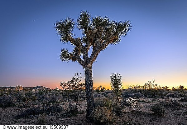 Wüstenlandschaft  Joshua-Bäume (Yucca brevifolia) bei Sonnenuntergang  White Tank Campground  Joshua Tree National Park  Desert Center  Kalifornien  USA  Nordamerika