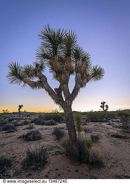 Wüstenlandschaft  Joshua Tree (Yucca brevifolia) bei Sonnenuntergang  White Tank Campground  Joshua Tree National Park  Desert Center  Kalifornien  USA  Nordamerika