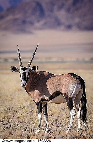 Wüstenlandschaft und Edelsteinbock (Oryx gazella). Sossusvlei. Namib-Naukluft-Nationalpark. In der Nähe von Sesriem. Namibia.