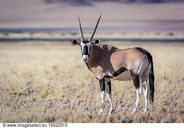 Wüstenlandschaft und Edelsteinbock (Oryx gazella). Sossusvlei. Namib-Naukluft-Nationalpark. In der Nähe von Sesriem. Namibia.