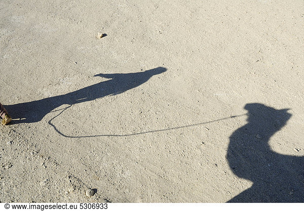 Wüstentrekking  Schatten  Kamel  Dromedar (Camelus dromedarius)  Oase Dakhla  Libysche Wüste  Sahara  Ägypten  Afrika