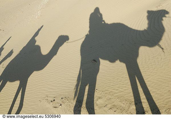 Wüstentrekking  Schatten  Kamele  Dromedare (Camelus dromedarius)  Oase Dakhla  Libysche Wüste  Sahara  Ägypten  Afrika
