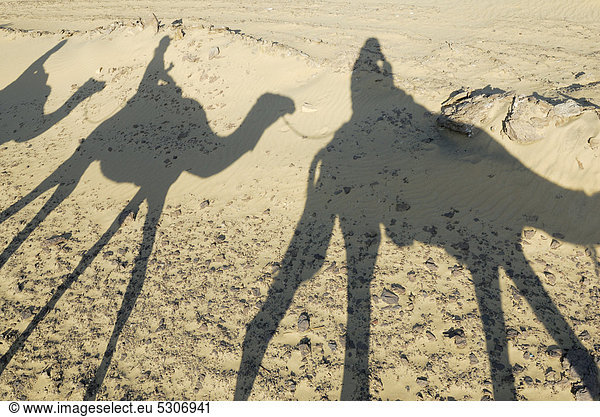 Wüstentrekking  Schatten  Kamele  Dromedare (Camelus dromedarius)  Oase Dakhla  Libysche Wüste  Sahara  Ägypten  Afrika