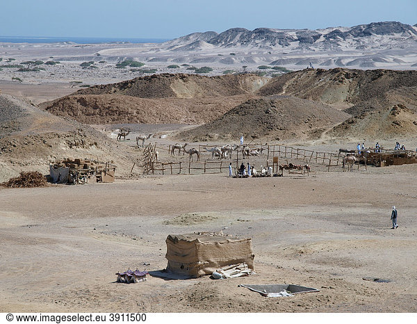 Wüstenvölker aus Ägypten treffen sich im Nationalpark Wadi el Gamal Tal der Kamele zum Kulturfestival der Beduinen  Südosten Ägypten  Afrika