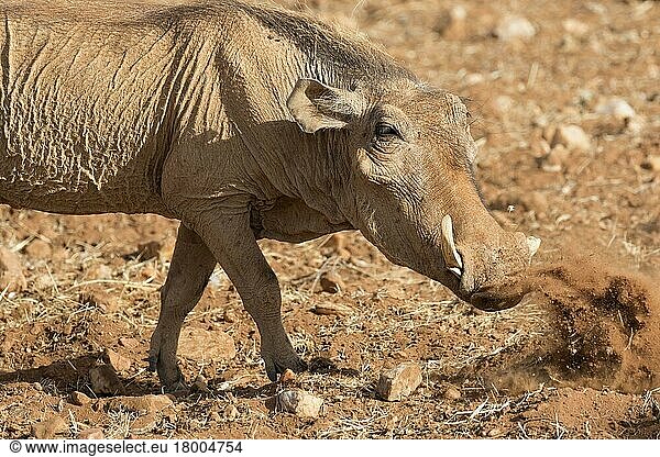 Wüstenwarzenschwein  Wüsten-Warzenschwein  Wüstenwarzenschweine  Warzenschwein  Warzenschweine  Schweine  Huftiere  Paarhufer  Saeuge...