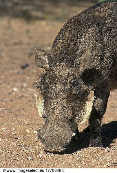Wüstenwarzenschwein  Wüsten-Warzenschwein  Wüstenwarzenschweine  Warzenschwein  Warzenschweine  Schweine  Huftiere  Paarhufer  Saeuge