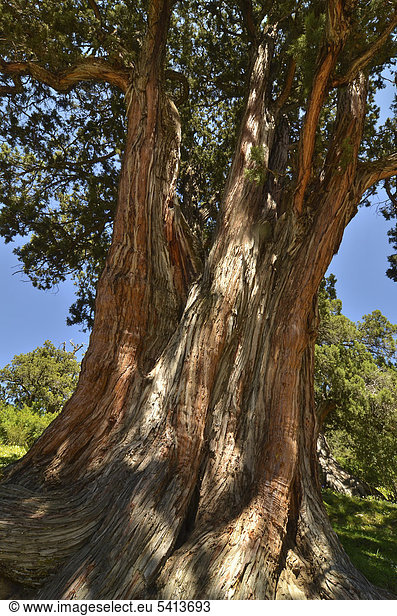 Wacholderbaum (Juniperus) in den jahrhundertealten Wacholderwäldern beim Kloster Reting, Tibet, Asien