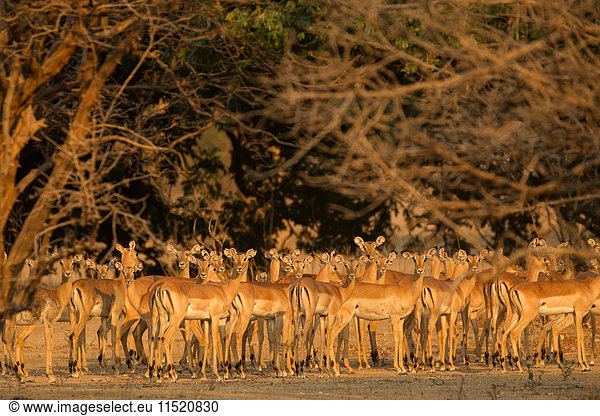 Wachsame Impala-Herde (Aepyceros melampus)  Mana Pools National Park  Simbabwe