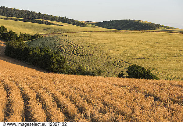 Wachsende und frisch geerntete Getreidefelder im Hochsommer; Walla Walla  Washington  Vereinigte Staaten von Amerika