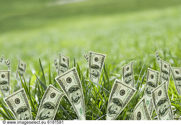 Wachstum Dollar Gras Rechnung 100