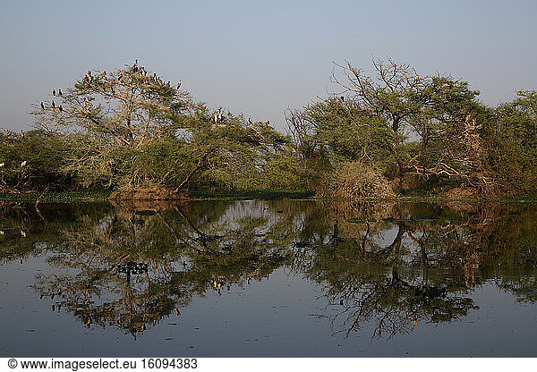 Wading bird  Keoladeo National Park  India