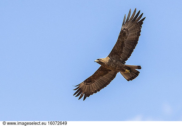 Wahlberg's Eagle (Hieraaetus wahlbergi)  brown morph individual in flight seen from below  Mpumalanga  South Africa