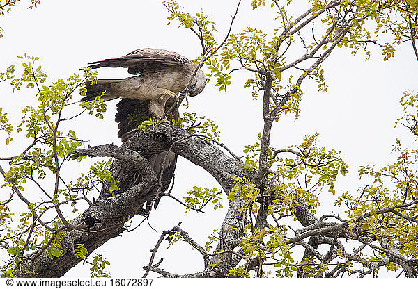 Wahlberg's Eagle (Hieraaetus wahlbergi)  pale morph adult collecting branches for its nest  Mpumalanga  South Africa