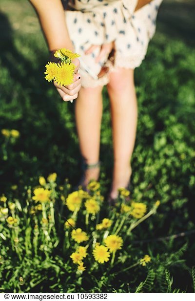 Waist down of young woman bending over picking bunch of dandelion flowers  differential focus