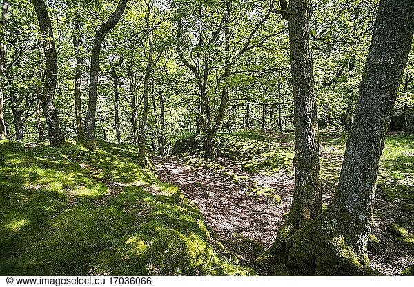 Wald am Derwent Water  Lake District  Cumbria  England