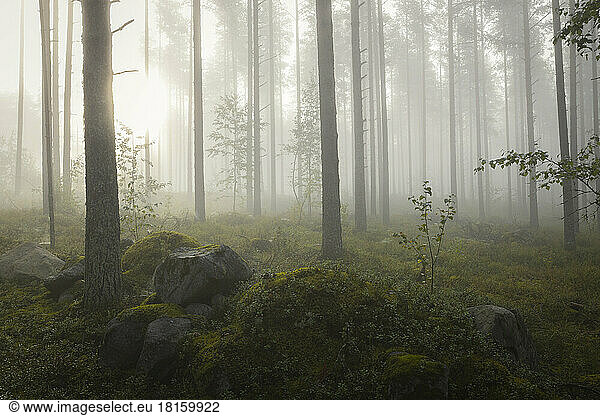 Wald am Morgen im Herbst