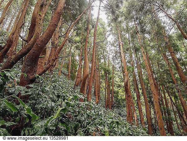 Wald an den Hängen des Pico Alto  Insel Santa Maria  Azoren  Portugal  Europa