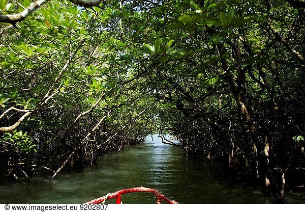 Wald Asien Indien Mangrove