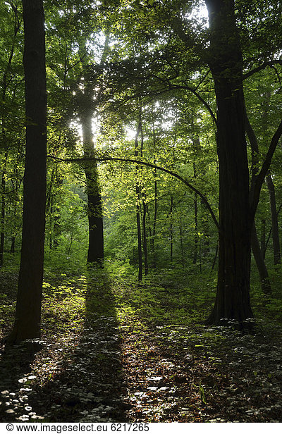 Wald aus Buchen (Fagus sylvatica) im Sommer  Laubwald im Steiger  dem Stadtwald von Erfurt  Thüringen  Deutschland  Europa