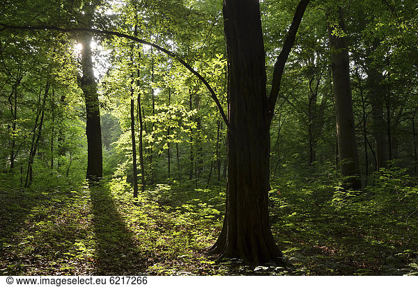 Wald aus Buchen (Fagus sylvatica) im Sommer  Laubwald im Steiger  dem Stadtwald von Erfurt  Thüringen  Deutschland  Europa