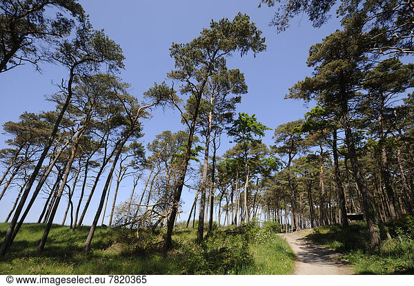 Wald aus Kiefern (Pinus silvestris) und Rotbuchen (Fagus sylvatica)