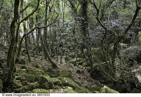 Wald bei Merag Insel Cres Kroatien Europa