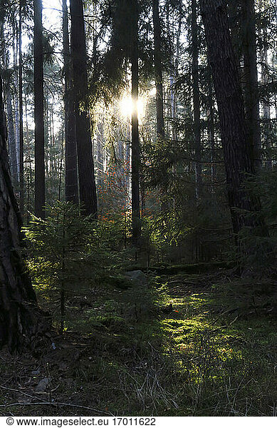Wald bei Sonnenuntergang