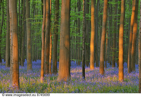 Wald  Buche  Buchen  Belgien