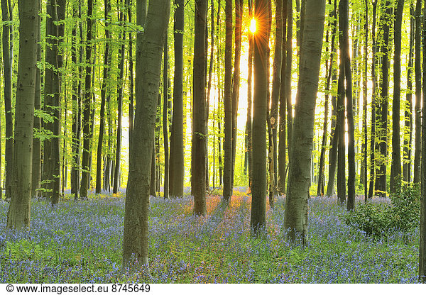 Wald  Buche  Buchen  Belgien  Sonne