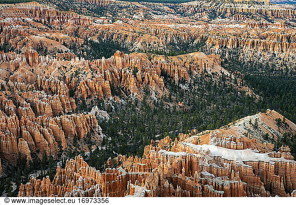 Wald im Bryce Canyon  umgeben von Hoodoos  Bryce Point  Bryce Canyon National Park  Utah  USA