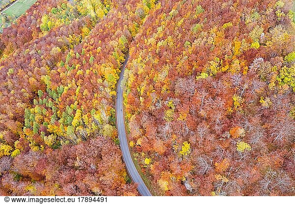 Wald im Herbst bunte Blätter Jahreszeit Luftbild Straße Weg  Stuttgart  Deutschland  Europa