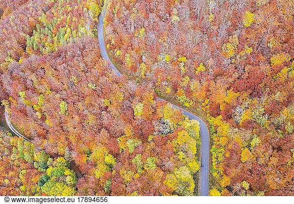 Wald im Herbst bunte Blätter Jahreszeit Luftbild Straße Weg  Stuttgart  Deutschland  Europa